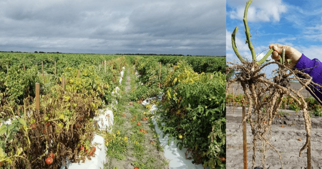 إدارة النيماتودا - عالم النباتات - اكتشف الذكاء الاصطناعي والزراعة إدارة النيماتودا في الطماطم والفلفل والباذنجان - عالم النباتات - اكتشف الذكاء الاصطناعي والزراعة