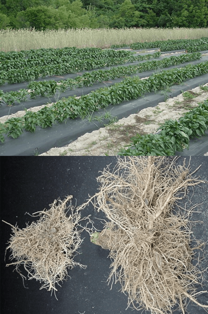 إدارة النيماتودا - عالم النباتات - اكتشف الذكاء الاصطناعي والزراعة إدارة النيماتودا في الطماطم والفلفل والباذنجان - عالم النباتات - اكتشف الذكاء الاصطناعي والزراعة