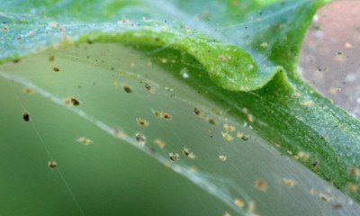 https://worldofplants.ai/wp-content/uploads/2026/02/spider-mites-240_0.jpg