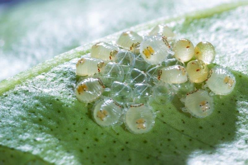 https://worldofplants.ai/wp-content/uploads/2026/02/spider_mite_eggs.jpg