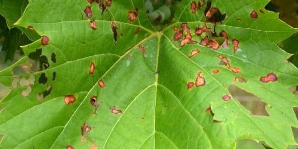 A picture of a grape leaf plant suffering from black mold