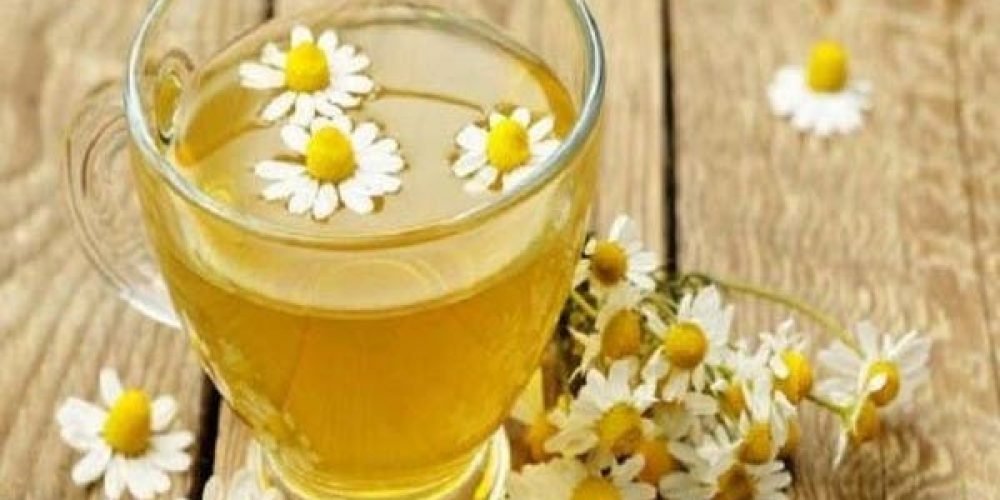 Benefits of chamomile - the world of plants