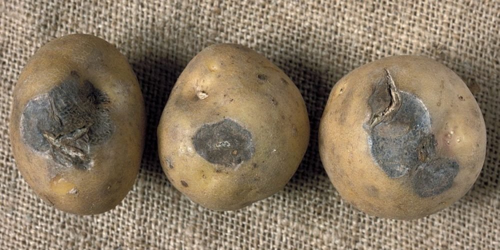 العفن الجاف في درنات البطاطا - عالم النباتات