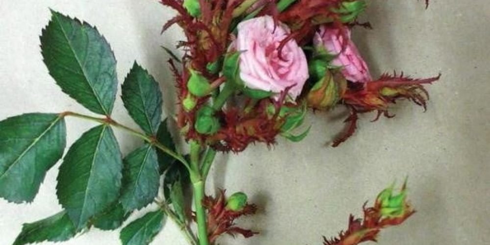 A photo of a gory rose plant suffering from a disease of the flower