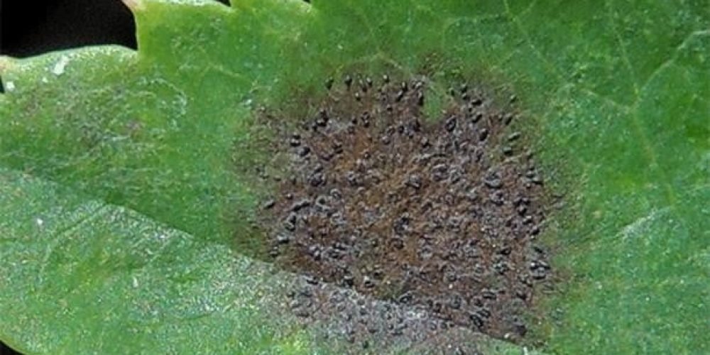 A picture of black spot disease in roses