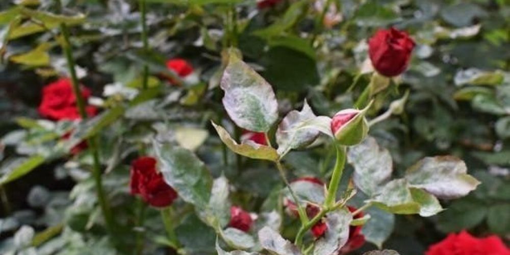 Photo of a gori leaf plant infected with downy mildew