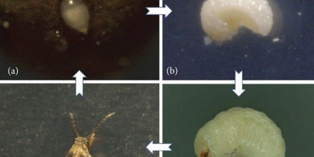 A microscopic image of Callosobruchus maculatus: (a) egg; (b) larva;... | Download Scientific Diagram