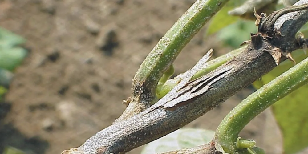 مرض العفن الفحمي الذي يصيب البطيخ Charcoal rot - عالم النباتات - اكتشف الذكاء الاصطناعي والزراعة