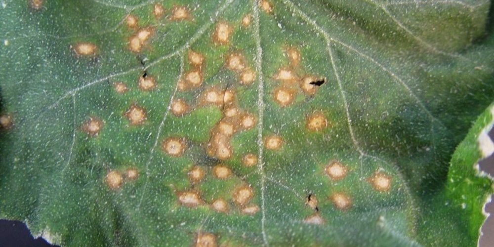 Anthracnose