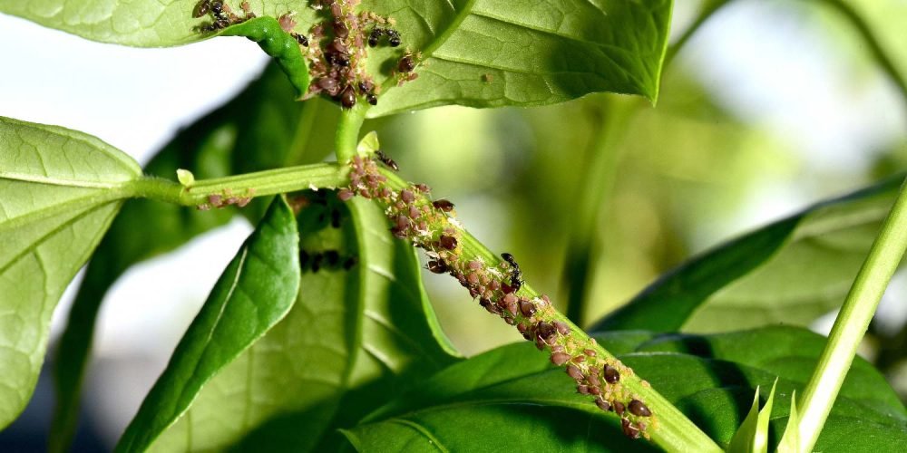 Bean Aphid | Greenlife | 2024 Update