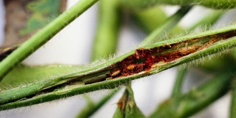 Bean fly - how to recognize, prevent and manage the legume pest