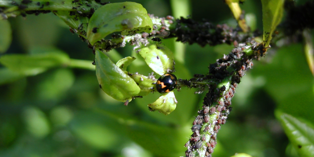 Brown citrus aphids and ladybug