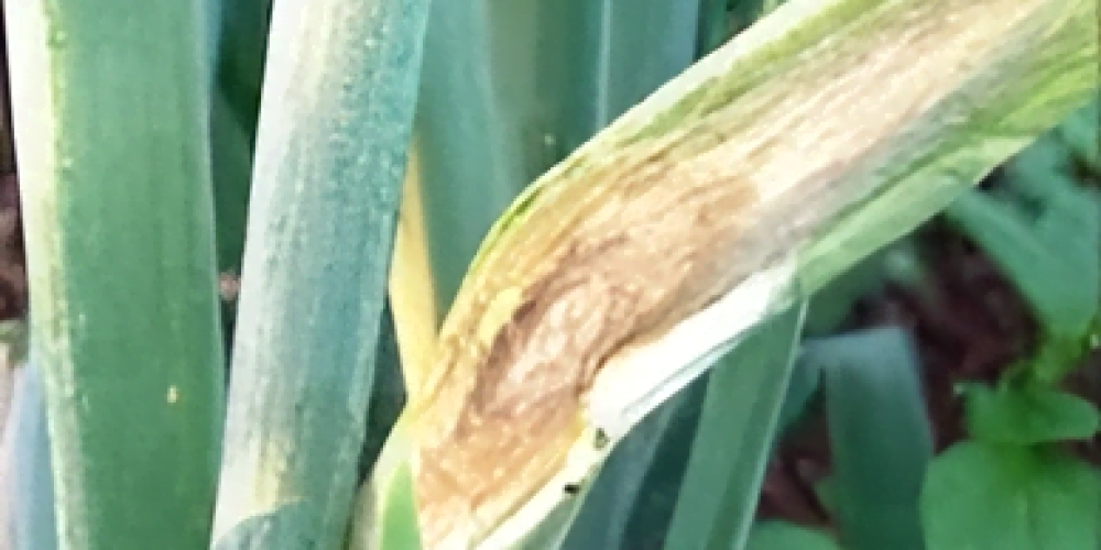 Late blight on onion leaves - Plant World