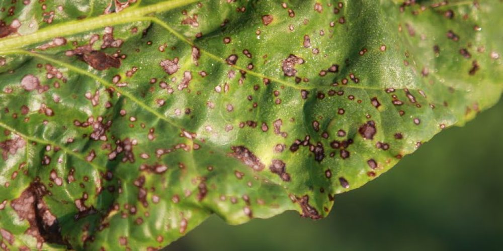 Cercospora leaf spot (Cercospora beticola)