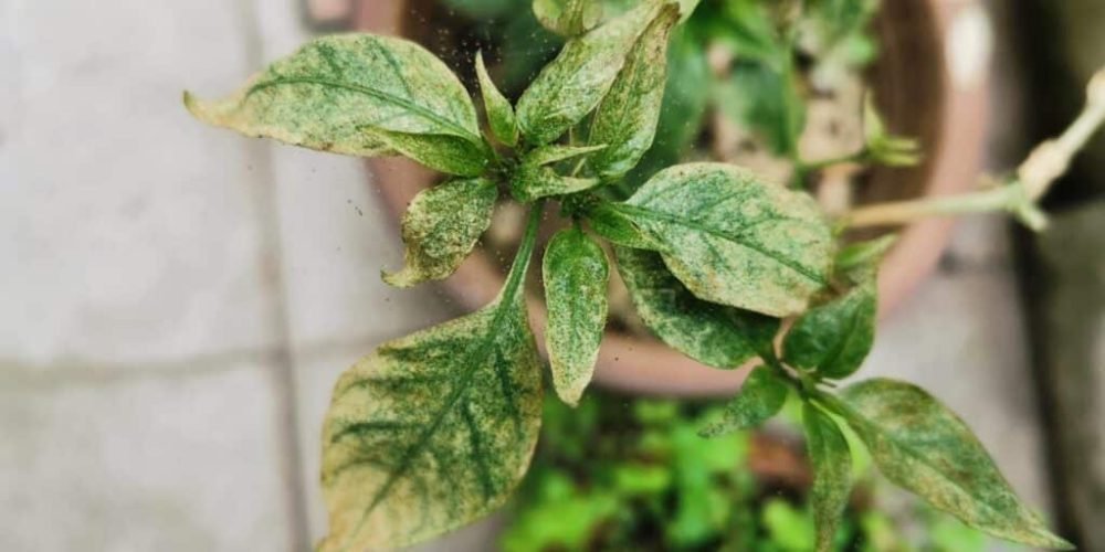 Chili pepper leaf damage due to a spider mite infestation