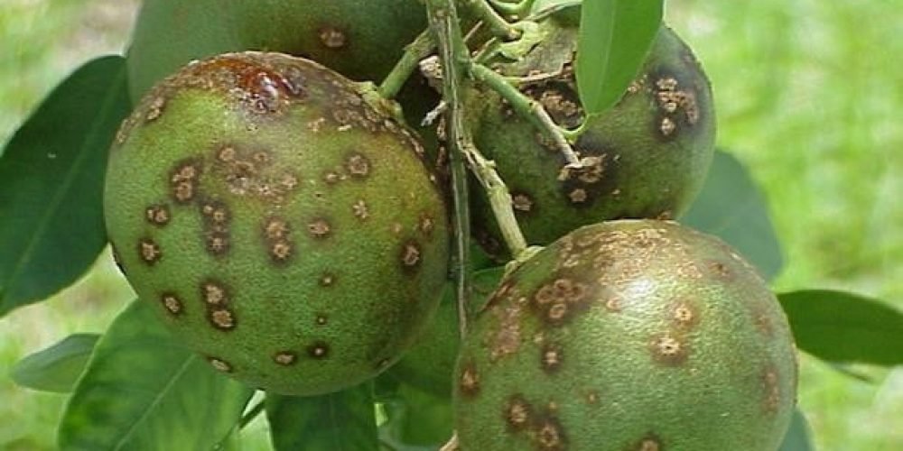Close-up of a plant with many round green fruits Description automatically generated