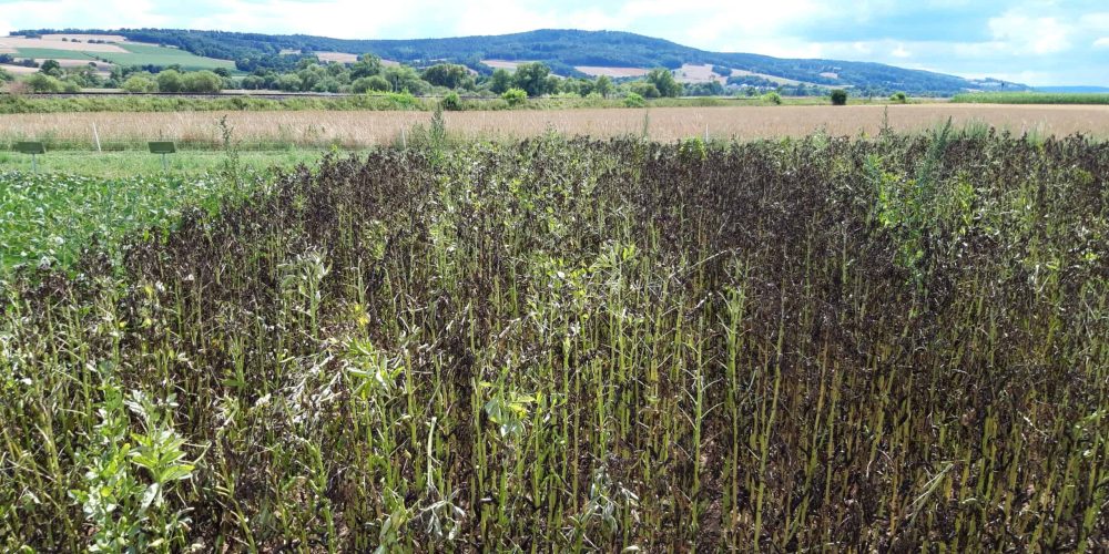 Disease control in faba bean - legumehub.eu