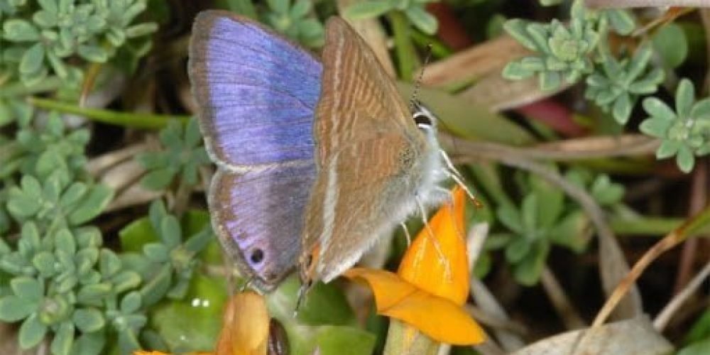 European Lepidoptera and their ecology: Lampides boeticus