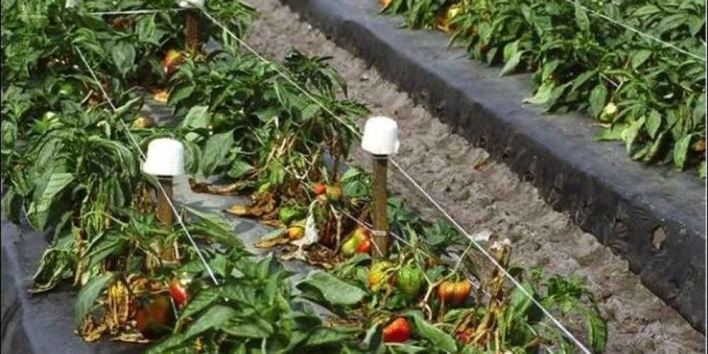 Figure 14. A bell pepper field severely infected with S. sclerotiorum.