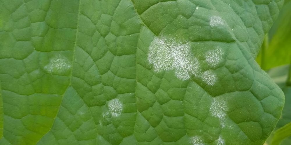 البياض الدقيقي على ال خيارpowdery mildew   - عالم النباتات