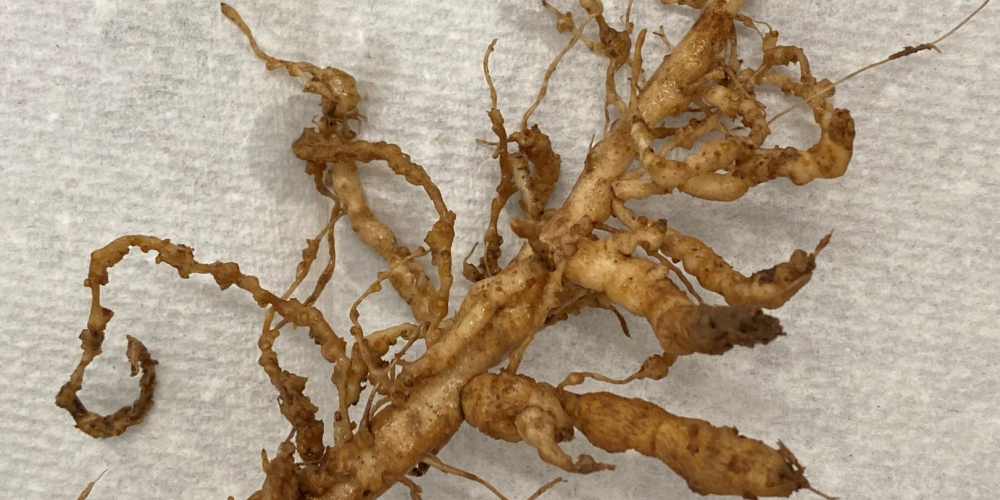 إدارة النيماتودا في الطماطم والفلفل والباذنجان - عالم النباتات - اكتشف الذكاء الاصطناعي والزراعة