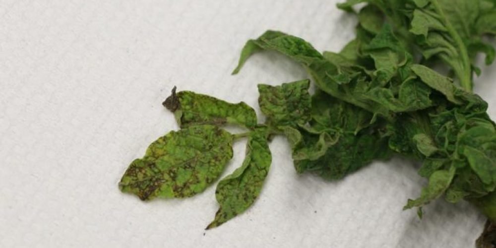 Potato virus Y on potato leaves - Plant World