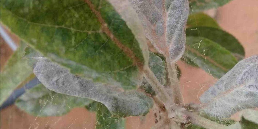 Powdery mildew on peaches - the world of plants