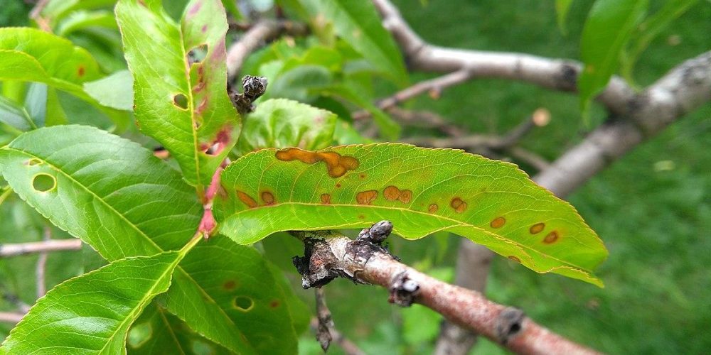 Peach leaf holes - the world of plants