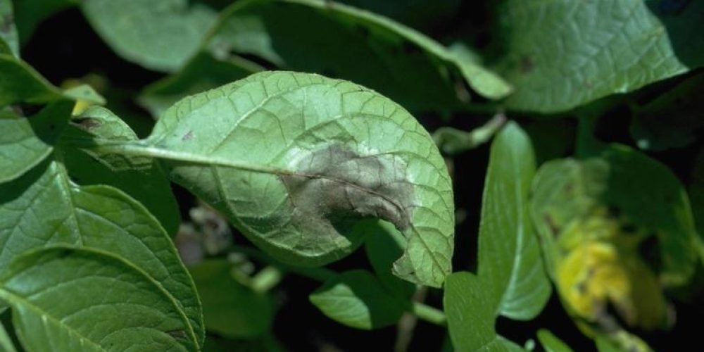 Late blight of potatoes on leaves and tubers - Plant World