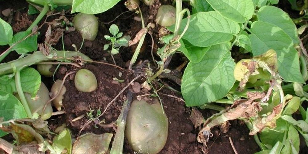 Blackleg disease on potato stems - Plant World