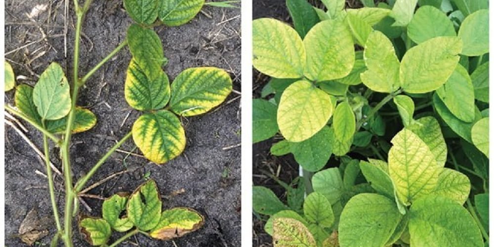 Iron Deficiency Chlorosis – Manitoba Pulse & Soybean Growers