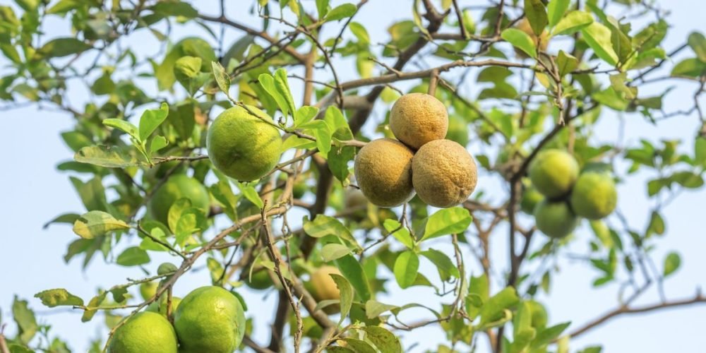 Lemon Diseases And Treatment - Tips For Treating Lemon Diseases | Gardening Know How