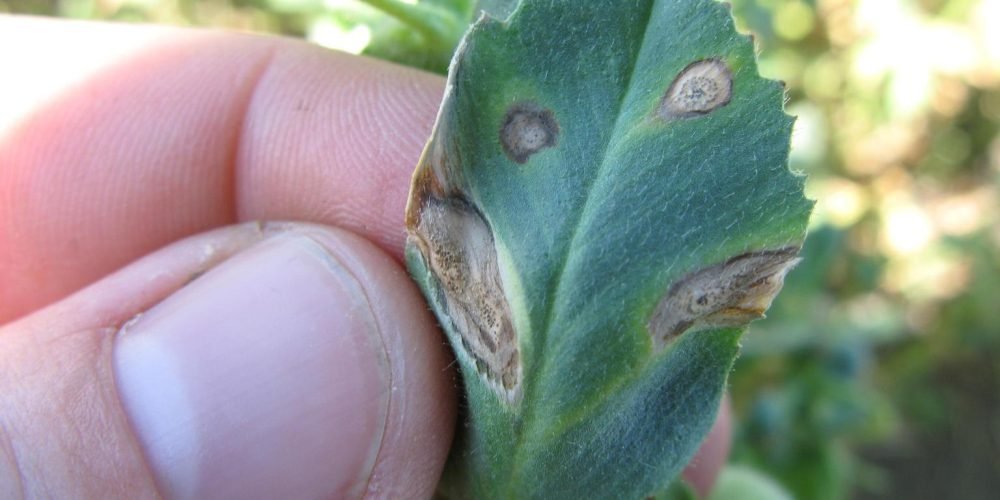 Pea Ascochyta Treatment: Managing Symptoms Of Peas With Ascochyta Blight | Gardening Know How