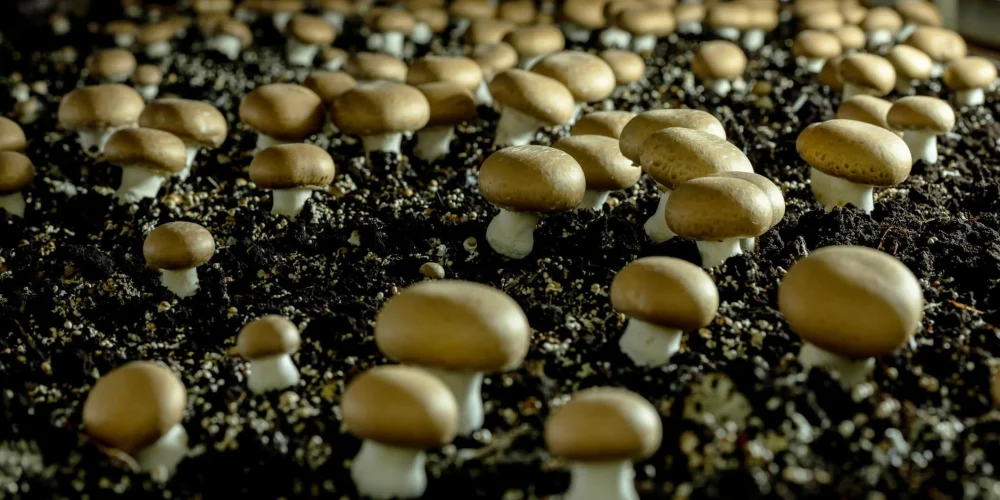 مشروع مزرعة لإنتاج الفطر الباريسي الأبيض: دليل شامل - عالم النباتات - اكتشف الذكاء الاصطناعي والزراعة