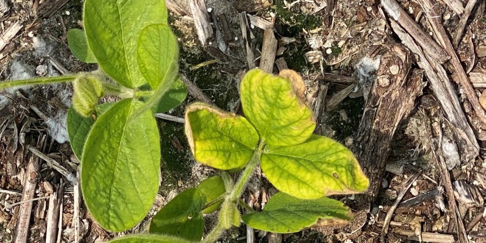 Potassium Deficiency - Beans Gone Wild