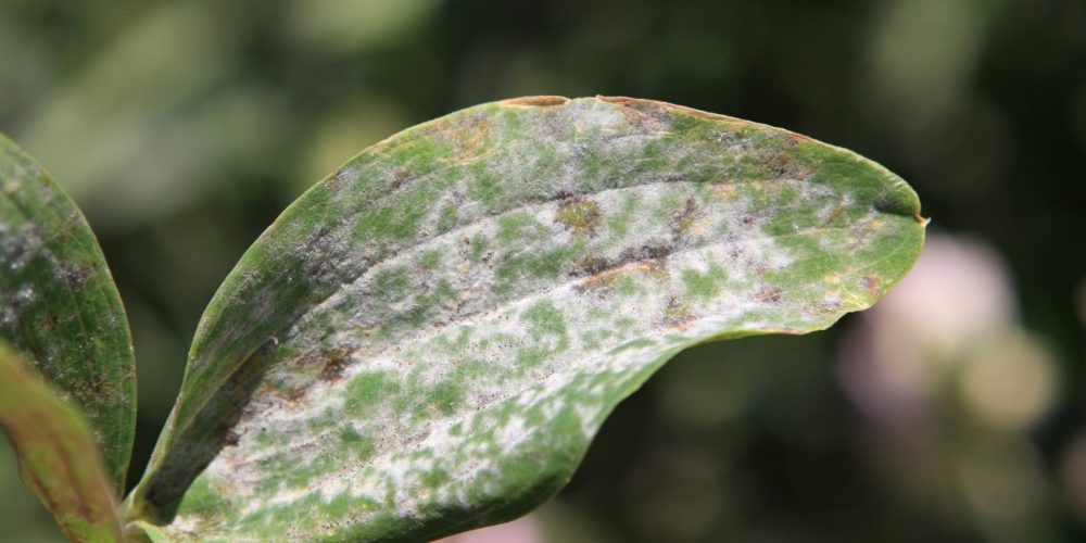 powdery mildew (Erysiphe pisi)