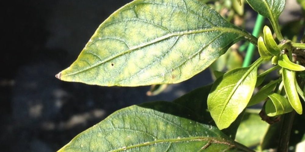 Powdery Mildew On Peppers