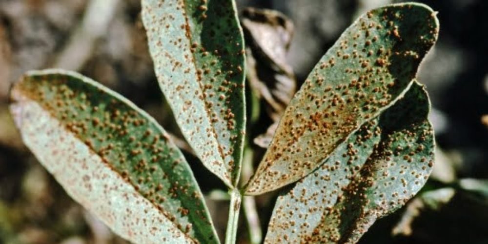 Rust of faba bean | Grain, pulses and cereal diseases | Plant diseases | Biosecurity | Agriculture Victoria