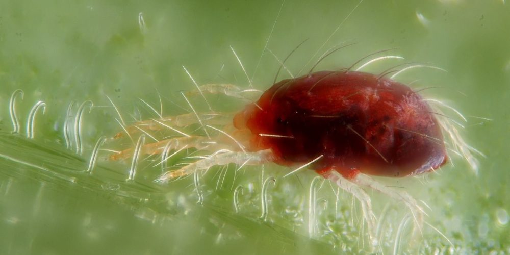 Spider mite - Wikipedia