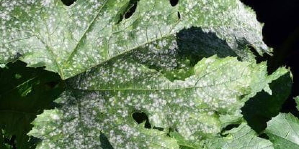 A picture of a zucchini plant suffering from powdery mildew