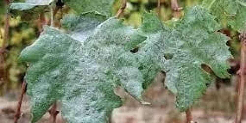 A picture of a grape leaf plant infected with powdery mildew