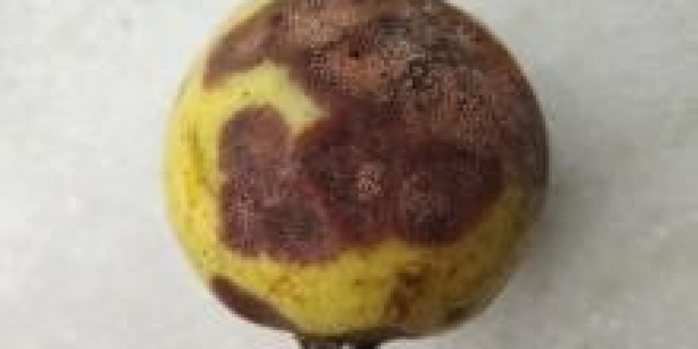 صورة لنبات الجوافة يعاني من مرض أنثراكنوز الجوافة
