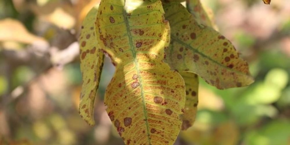 صورة لورقة نبات الجوافة تعاني من مرض التبقع الطحلبي علي أوراق الجوافة