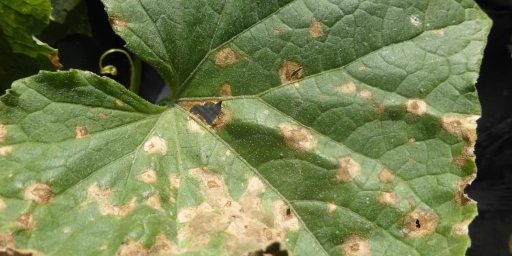 Vegetable: Cucurbits, Anthracnose | Center for Agriculture, Food ...