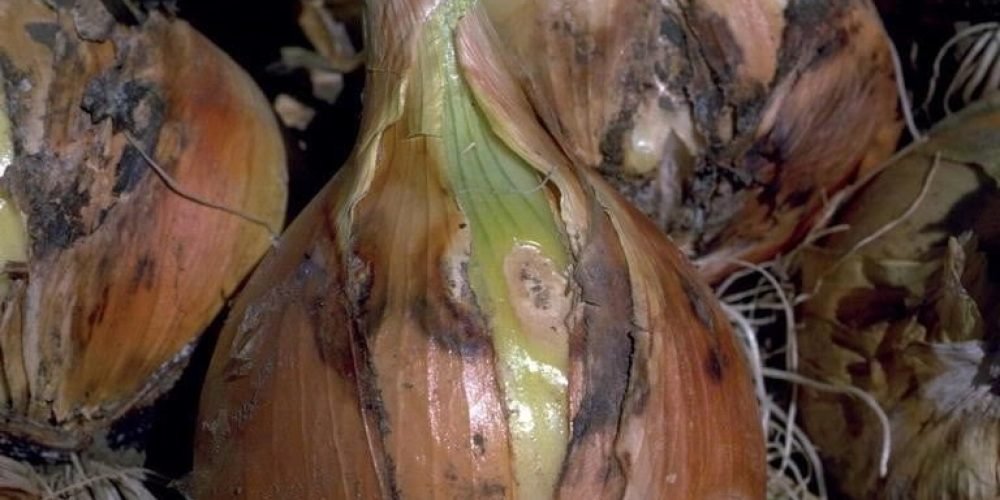 تعفن عنق البصل - عالم النباتات