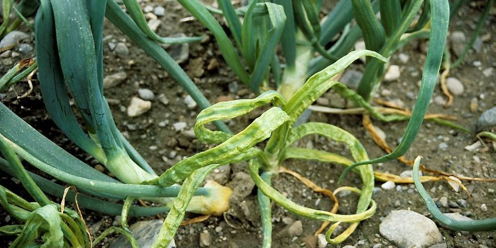 Yellow dwarf virus on onion leaves - Plant World