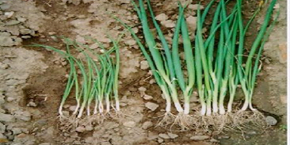 Lack of macronutrients in onion plants - Plant World