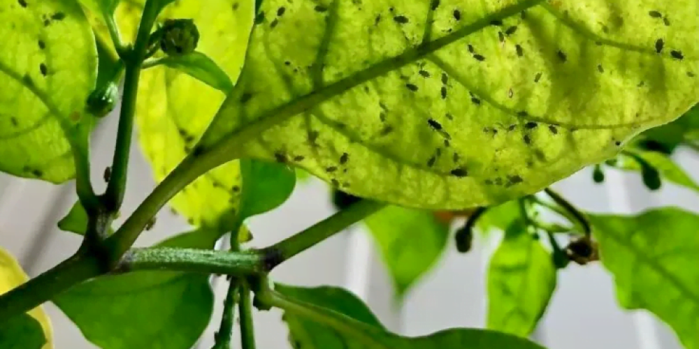 حشرة المن على نبات الفلفل - عالم النباتات