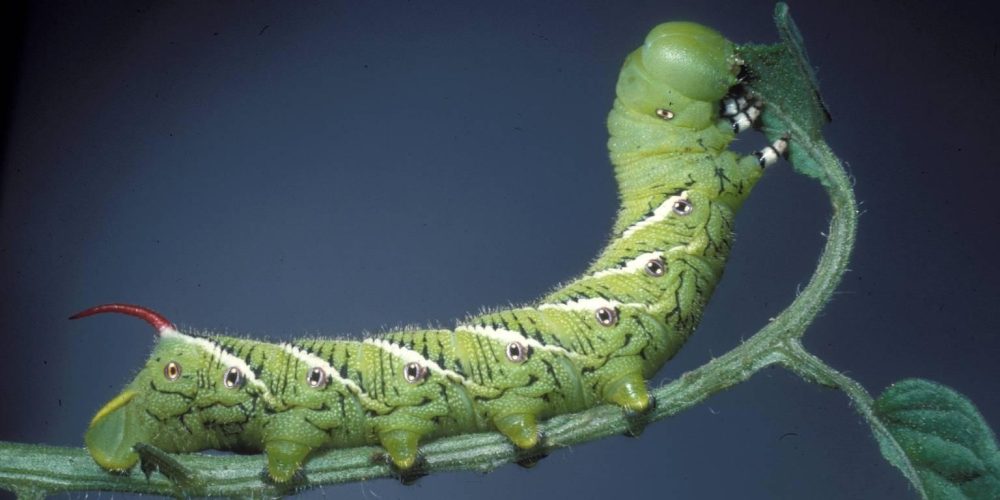 Tobacco worm on pepper plant - World of Plants