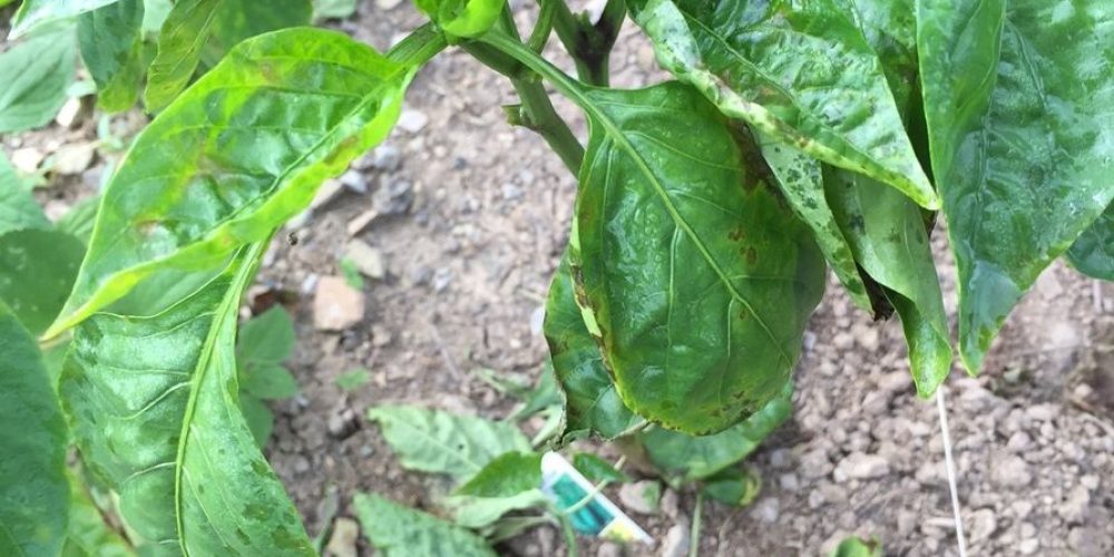 Bacterial spot on sweet pepper leaves - Plant World